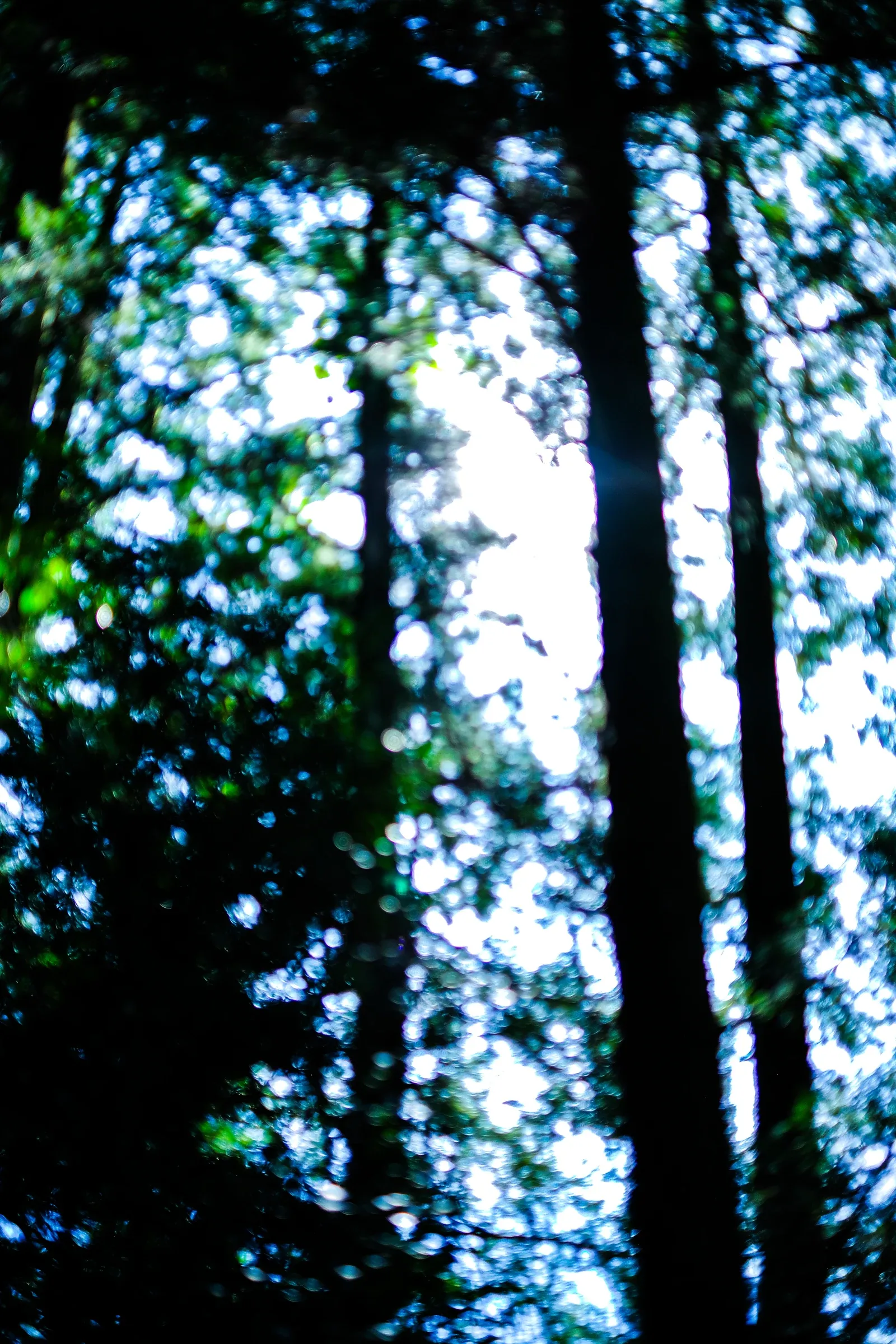 ギャラリー写真（Melt）